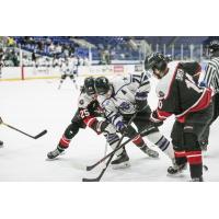 Odessa Jackalopes battle the Lone Star Brahmas for the puck