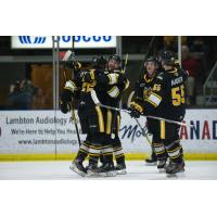 Sarnia Sting celebrate a goal