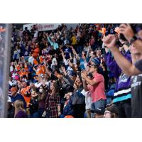 Orlando Solar Bears fans cheer on their team
