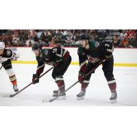 Arizona Coyotes in action at Tucson Arena