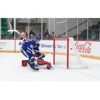 Toronto Marlies' Orrin Centazzo In Action