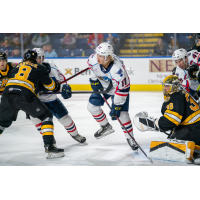 Springfield Thunderbirds' Hugh McGing in action against Providence Bruins' Connor Carrick and Kyle Keyser