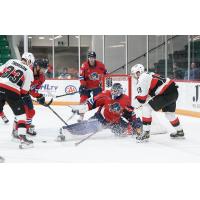 Belleville Senators' Lassi Thomson and Cedric Pare battle the Springfield Thunderbirds