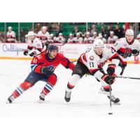 Belleville Senators' Max Guenette versus Springfield Thunderbirds' Will Bitten