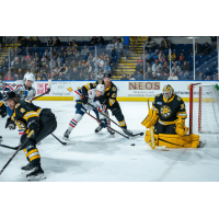 Springfield Thunderbirds' Nikita Alexandrov battles Providence Bruins' Dan Renouf