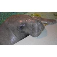 Snooty the Manatee