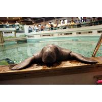 Onlookers View Snooty the Manatee