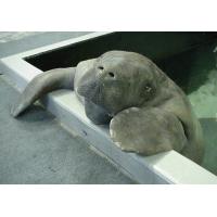Snooty the Manatee Looks On